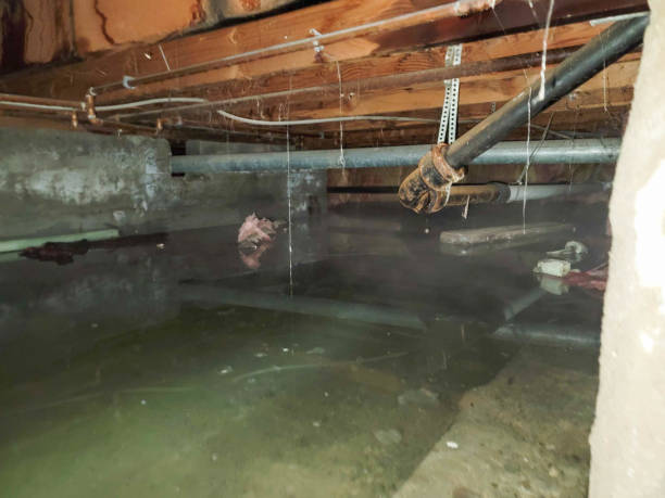 Best Carpet water damage restoration  in Ossun, LA